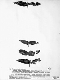 Discohainesia oenotherae image